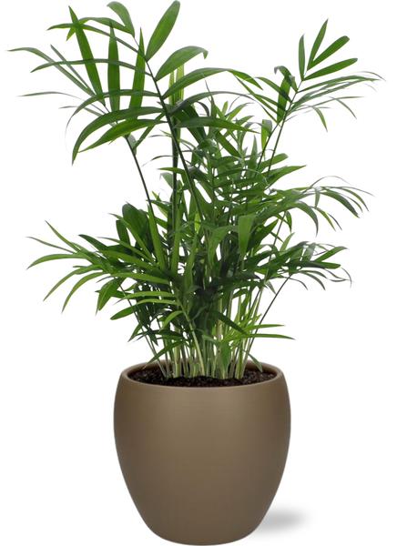 Mexikanische Bergpalme - Chamaedorea Elegans - Ø12cm - ↕40cm + Bowl Pot D13/14,5x13cm - Topf Braun