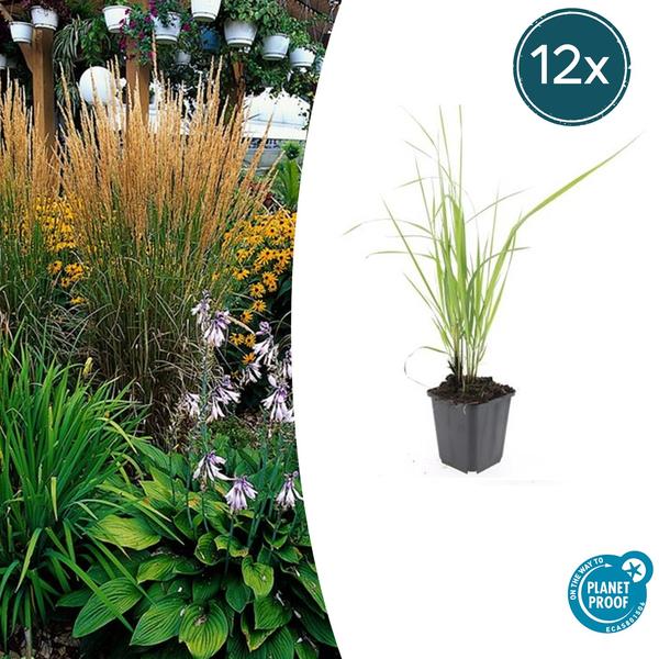 Ziergras - Calamagrostis acut. 'Karl Foerster'  - ↕10-25cm - Ø9cm - 12x