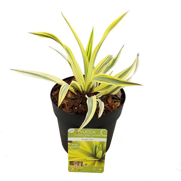 Yucca gloriosa 'Bright Star' - Ø13cm - ↕20cm