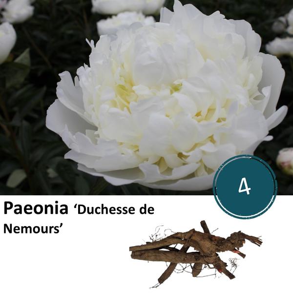 Pfingstrose - Paeonia 'Duchesse de Nemours' - 4 Stück