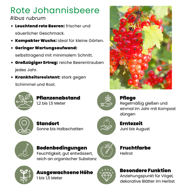 Roter Johannisbeerstrauch - Ribus rubrum - Bio Johannisbeerpflanzen - Ø 13 cm - ↨ 20 cm   6 Stück