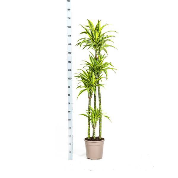 Drachenbaum - Dracaena Deremensis Lemon Lime Ø27cm - ↕180cm