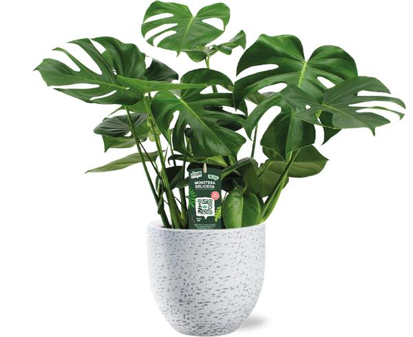 Schweizer Käsepflanze - Monstera Deliciosa - Ø21cm - ↕65cm + Tim Pot D24x22cm - Weiß