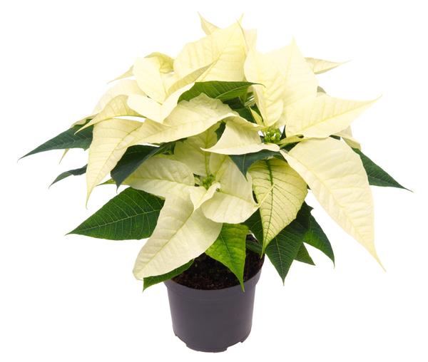 Weihnachtsstern - Poinsettia Alaska White - Ø10,5cm - ↕23cm