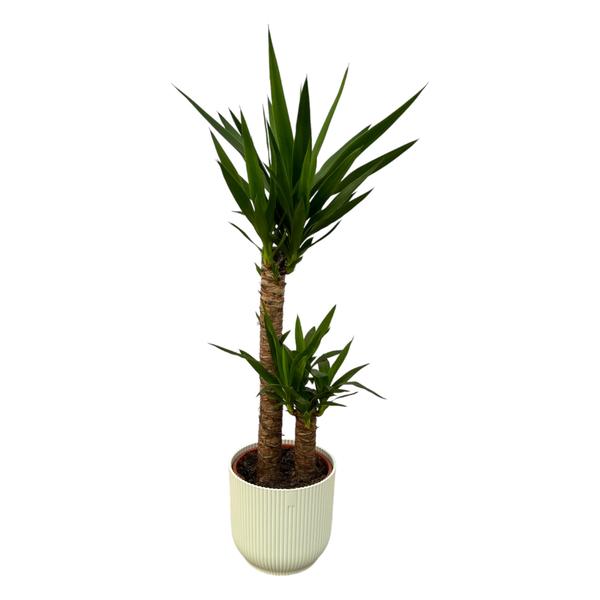 Yucca - ↨100cm - Ø21cm inklusive elho Vibes Fold Round Topf weiß D22xH20