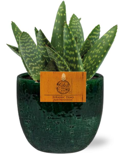 Aloe Paradisicum - Ø10,5cm - ↕15cm + Jolin Pot D11x12cm - Topf Grün