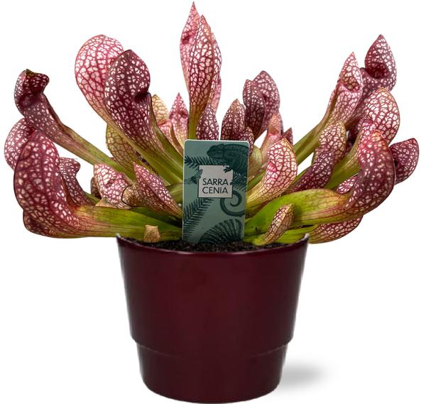 Sarracenia Scarlet Belle - Ø12cm - ↕40cm + Pot Basic D14,5x12cm - Topf Bordeaux