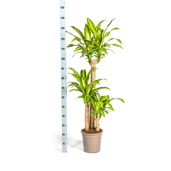 Drachenbaum - Dracaena Fragrans Massangeana Ø24cm - ↕140cm