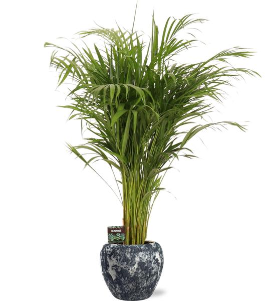 Arecapalme Dypsis Lutescens - Ø21cm - ↕110cm + Doug Pot D24x22cm - Topf Schwarz Weiß