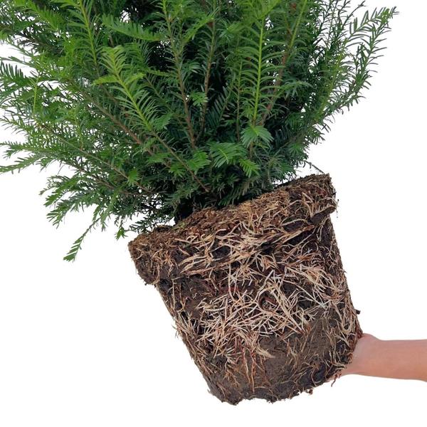 Europäische Eibe - Taxus Baccata - Pflanzen für 10 laufende Meter Hecken - 12L - 25 x 80-100 cm  25 Stück