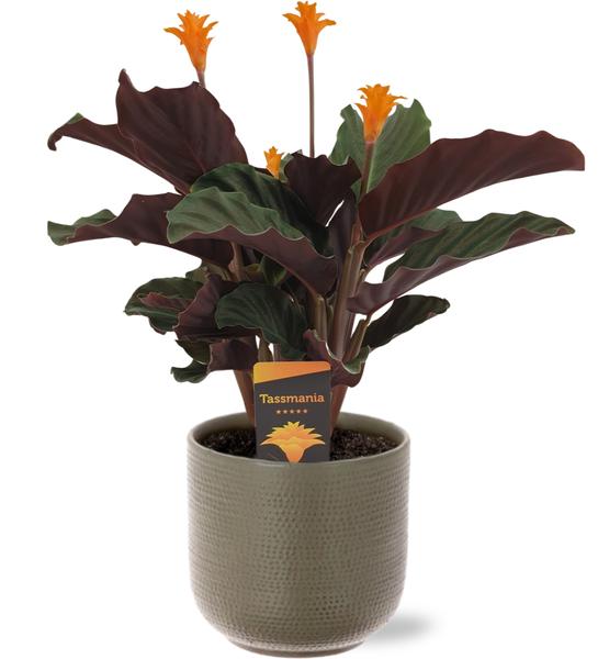 Ewige Flamme - Calathea Crocata - Ø14cm - ↕40cm + Aresso Pot D15,5x14,5cm - Topf Grau Grün