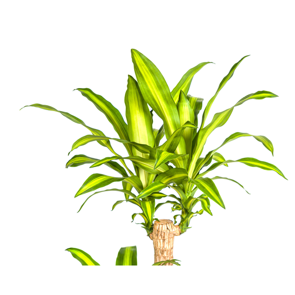 Drachenbaum - Dracaena Fragrans Massangeana Ø24cm - ↕140cm