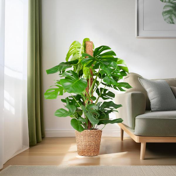 Schweizer Käsepflanze - Monstera Deliciosa XL mit Torun-Korb – 120 cm – Ø24