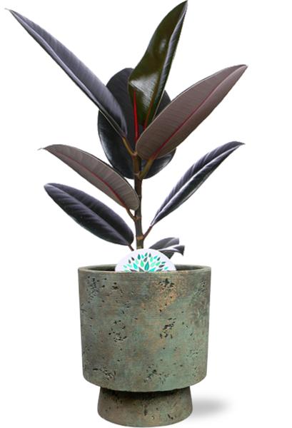 Gummibaum - Ficus Elastica Abidjan - Ø17cm - ↕60cm + Pot Aily D19x23cm - Topf Grün