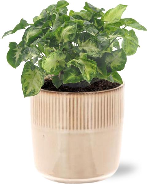 Purpurtute - Syngonium Pixie - Ø12cm - ↕20cm + Terni Pot D13,5x13cm - Topf Rosa