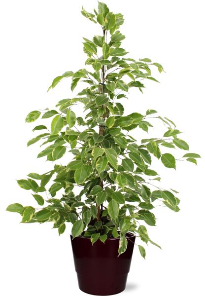 Birkenfeige - Ficus Benjamina Goldenking - Ø21cm - ↕95cm + Pot Basic D22x19cm - Topf Bordeaux