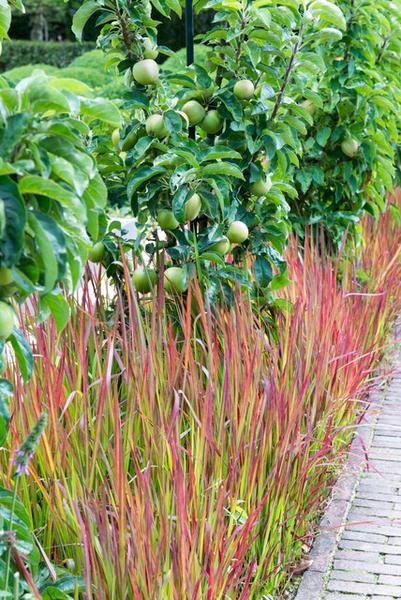 Japanisches Blutgras - Imperata cylindrica 'Red Baron' - ↕10-25cm - Ø9cm - 6x