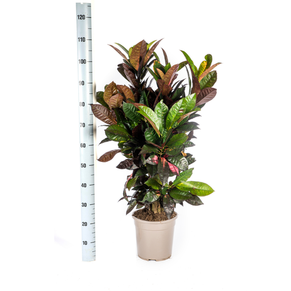 Wunderstrauch Iceton - Codiaeum 'Croton' Iceton Ø24cm - ↕90-100cm