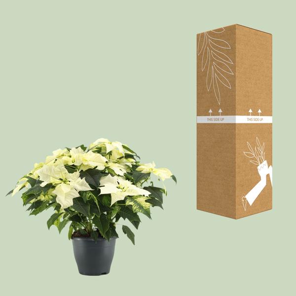 Weihnachtsstern - Poinsettia Alaska White - Ø21cm - ↕45cm