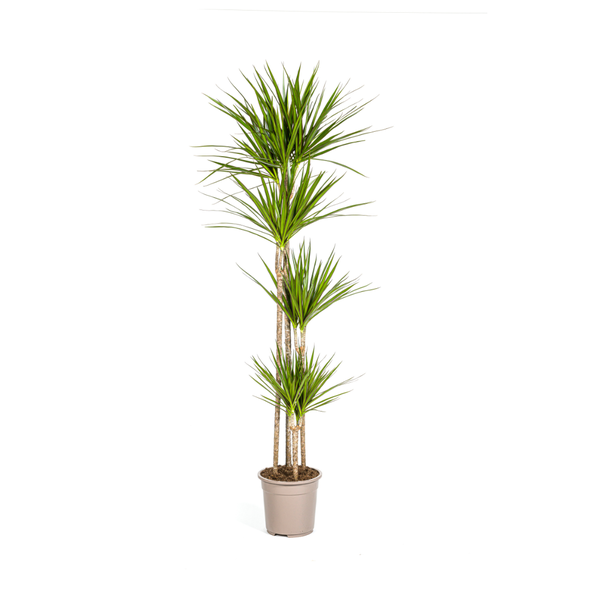 Drachenbaum - Dracaena Marginata Green Ø27cm - ↕180cm