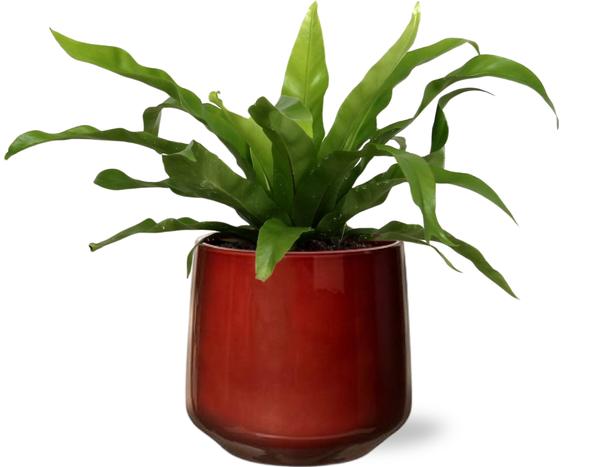 Vogelnestfarn - Asplenium Antiquum - Ø12cm - ↕25cm +  Puglia Pot D13/14,5x13,5cm - Topf Rot