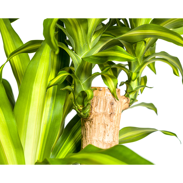 Drachenbaum - Dracaena Fragrans Massangeana Ø30cm - ↕180cm