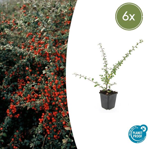 Zwergmispel - Cotoneaster suec. 'Coral Beauty' - ↕10-25cm - Ø9cm 6 Stück