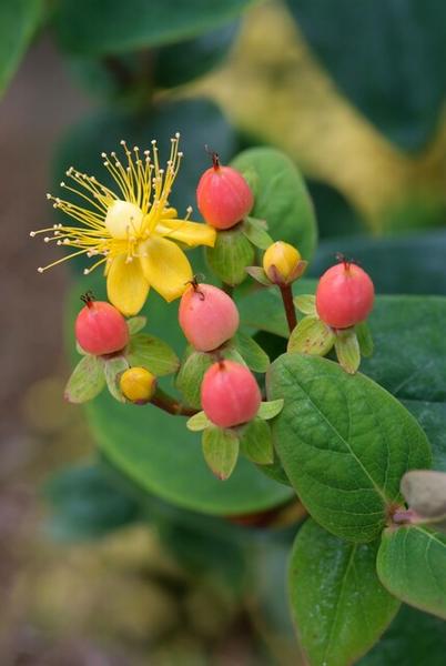 Johanniskraut - Hypericum inodorum 'Annebel' - ↕10-25cm - Ø9cm - 6x