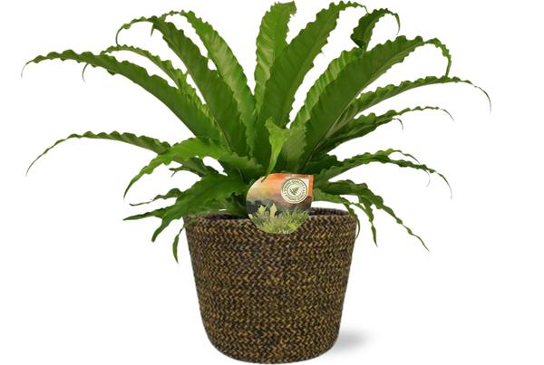 Japanischer Vogelnestfarn - Asplenium Osaka - Ø17cm - ↕40cm + Selin Pot D18x16cm - Schwarz