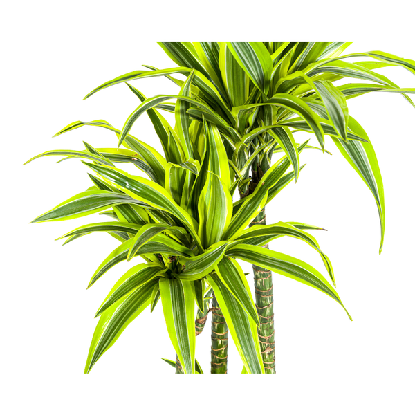 Drachenbaum - Dracaena Deremensis Lemon Lime Ø27cm - ↕180cm