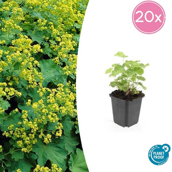 Frauenmantel - Alchemilla mollis - ↕10-25cm - Ø9cm - 20x