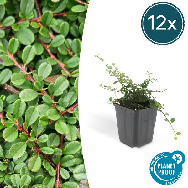 Zwergmispel - Cotoneaster pr. 'Streib's Findling' - ↕10-25cm - Ø9cm 12 Stück