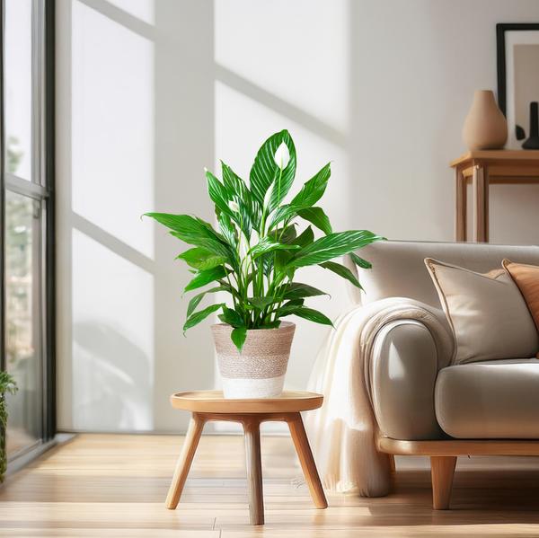 Friedenslilie - Spathiphyllum mit Korb Lissabon weiß - 80cm - Ø21