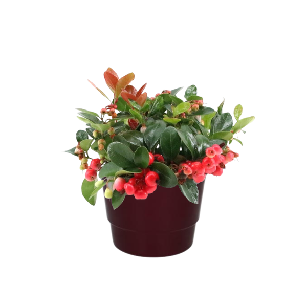 Wintergrün Big Berry - Gaultheria Pr. 'Big Berry' - Ø10cm - ↕15cm + Pot Basic D11,5x9cm - Topf Bordeaux