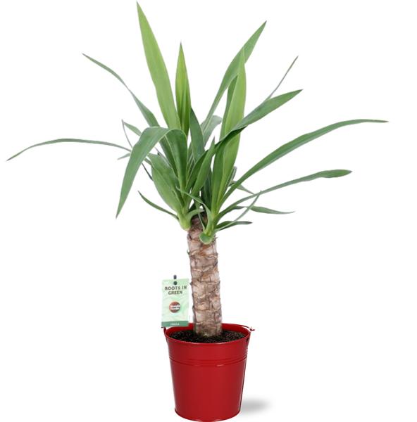 Yucca - Ø12cm - ↕50cm + Eimer D12,5x11,5cm - Eimer Topf Rot