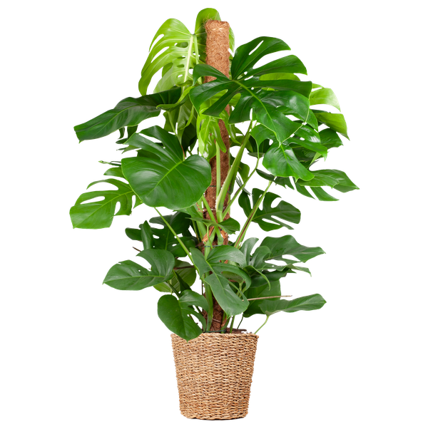 Schweizer Käsepflanze - Monstera Deliciosa XL mit Torun-Korb – 120 cm – Ø24