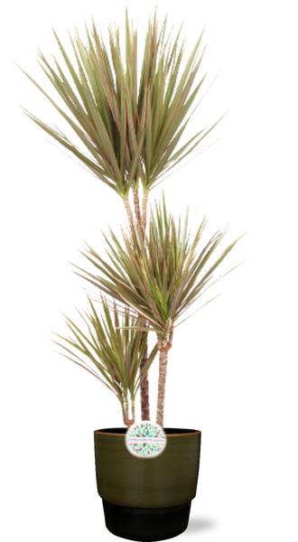 Drachenbaum - Dracaena Bicolor - Ø24cm - ↕115cm + Erik Pot D26x23cm - Topf Dunkelgrün