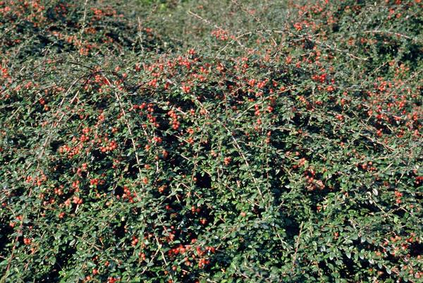 Zwergmispel - Cotoneaster suec. 'Coral Beauty' - ↕10-25cm - Ø9cm 60 Stück