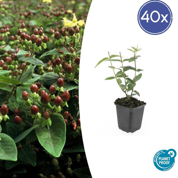 Johanniskraut - Hypericum inodorum 'Rheingold' - ↕10-25cm - Ø9cm - 40x