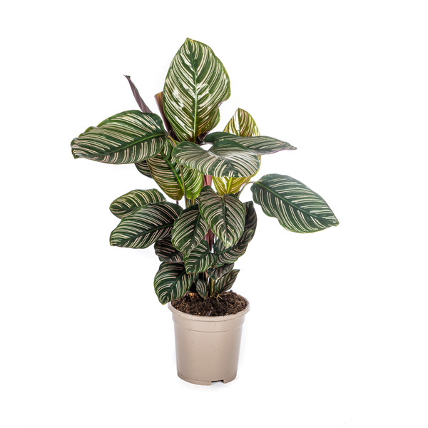 Gebetspflanze - Calathea Ornata Sanderiana Ø17cm - ↕45cm