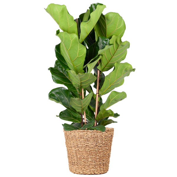 Geigenfeige - Ficus Lyrata XL mit Torun-Korb – 140 cm – Ø27