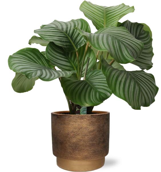 Gebetspflanze - Calathea Orbifolia - Ø21cm - ↕50cm + Merel Pot D24x22cm - Topf Gold