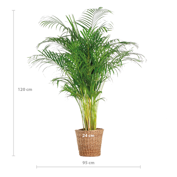 Arecapalme Dypsis XL mit Korb Torun – 120 cm – Ø24