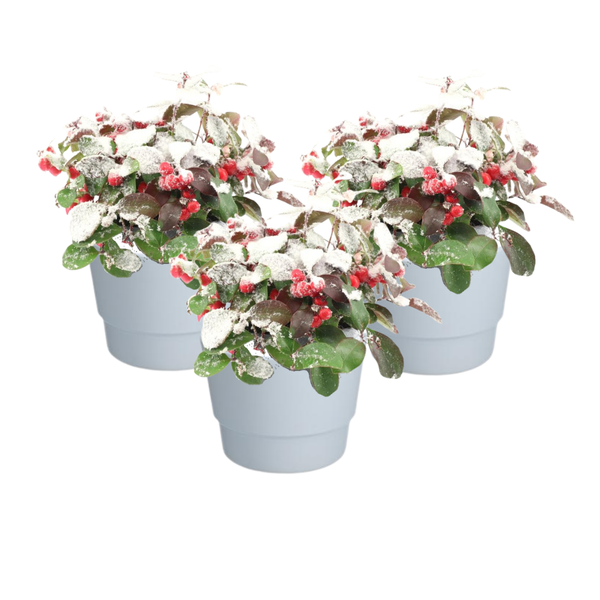 Wintergrün Big Berry Set - Gaultheria Pr. 'Big Berry' + Snow + Pot Basic Weiß- 3 Stück - Ø10cm - ↕15cm Topf weiß