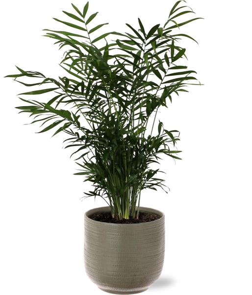 Mexikanische Bergpalme - Chamaedorea Elegans - Ø17cm - ↕55cm + Aresso Pot D18x16,5cm - Topf Grau Grün