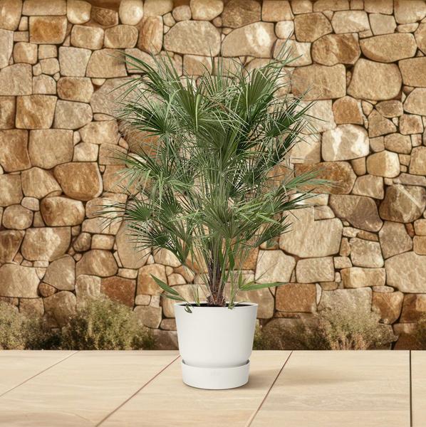 Zwergpalme auch Europäische Zwergpalme - Chamaerops Humilis Strauch - 170cm- Ø30