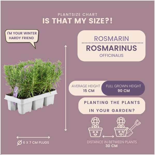 Rosmarin - Rosmarin offincalis - 6 x Ø7 cm   6 Stück