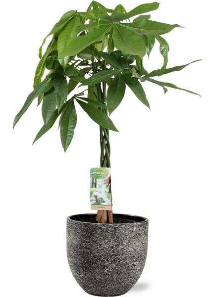 Glückskastanie - Pachira Aquatica - Ø21cm - ↕90cm + Tim Pot D24x22cm - Topf Schwarz Weiß