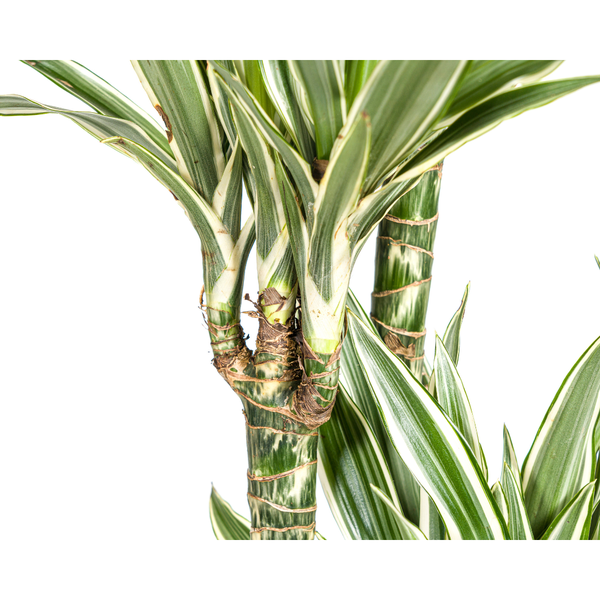 Drachenbaum - Dracaena Deremensis White Stripe Ø27cm - ↕180cm