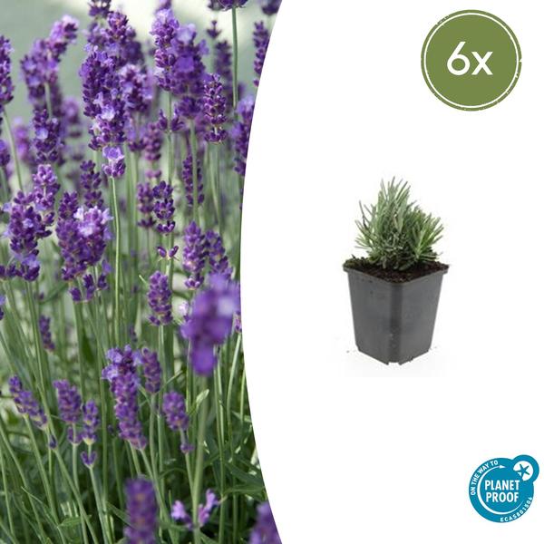 Lavendel - Lavandula ang. 'Dwarf Blue' - ↕10-25cm - Ø9cm - 6x